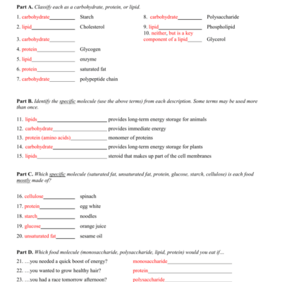 Macromolecules Review Worksheet Biology SB1c