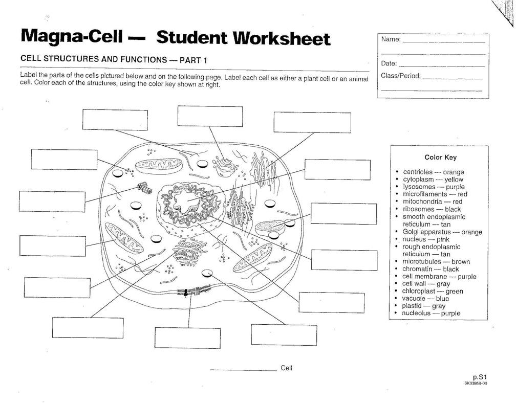 biology cell organelles worksheet answers biology cell organelles worksheet answers