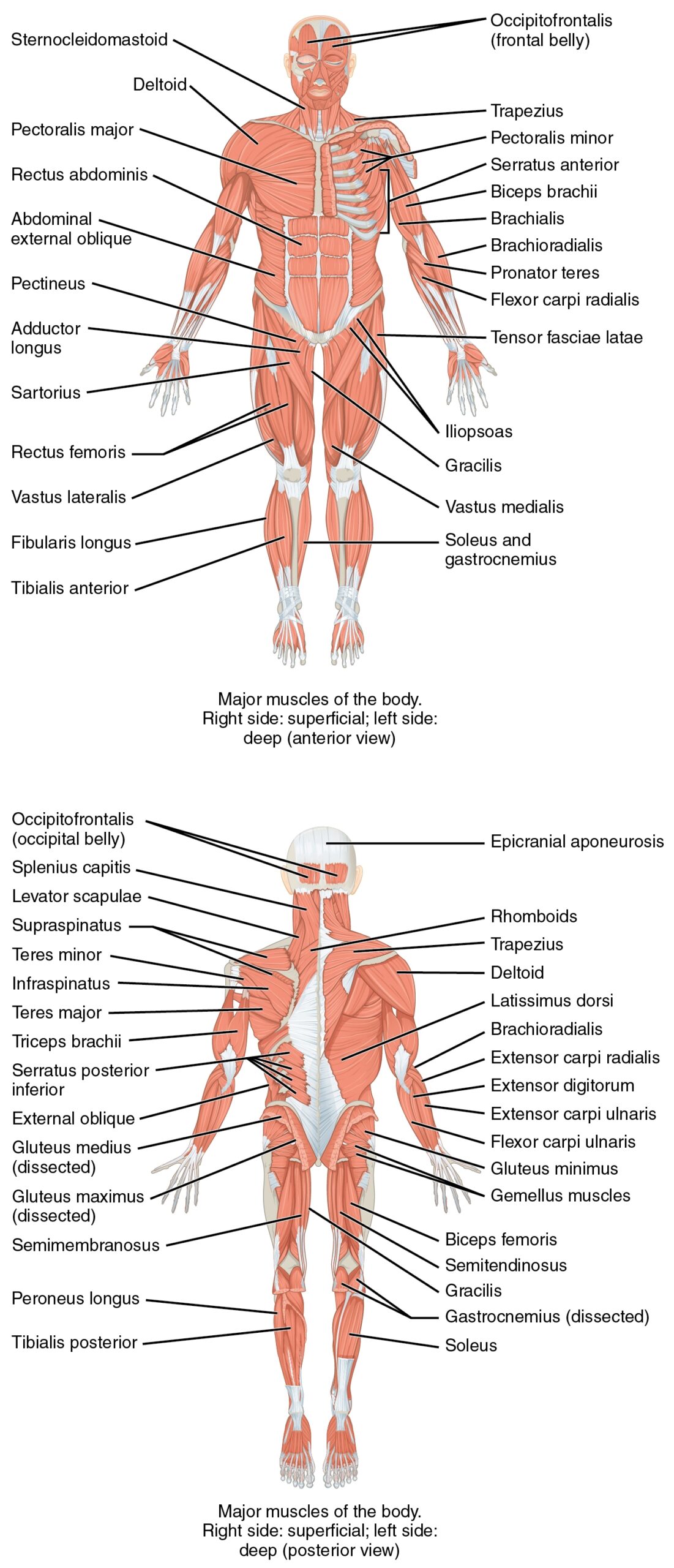 Major Skeletal Muscles Of Human Body And Interactions BIO103 Human Biology Major Skeletal Muscles Of Human Body And Interactions BIO103 Human Biology