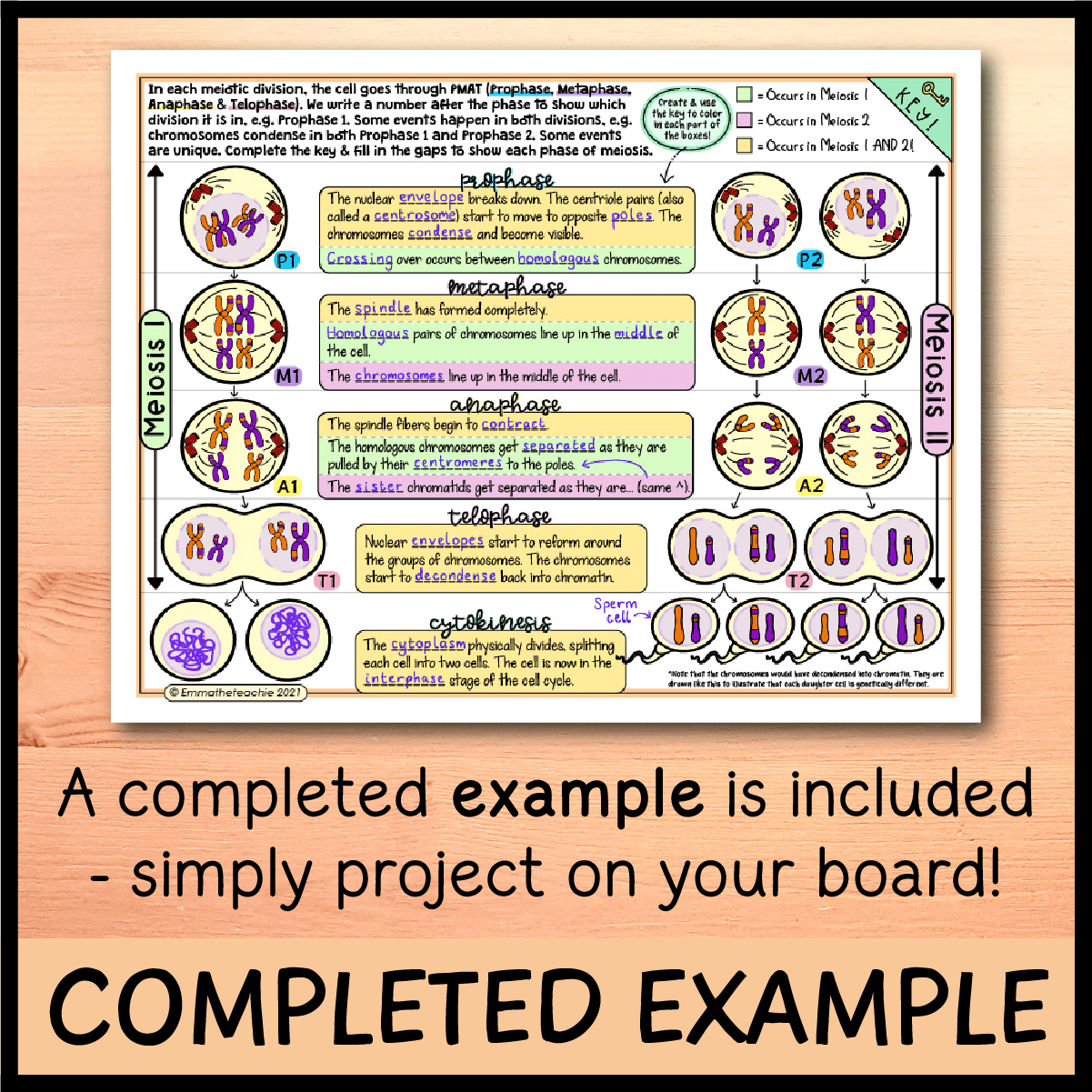 Meiosis Doodle Notes Emmatheteachie Meiosis Doodle Notes Emmatheteachie