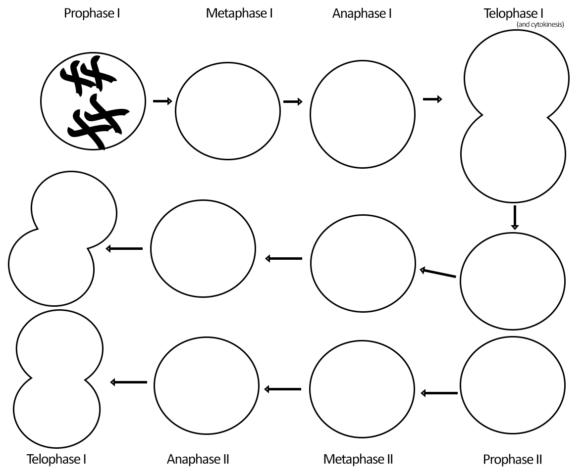 Meiosis Phases Meiosis Phases