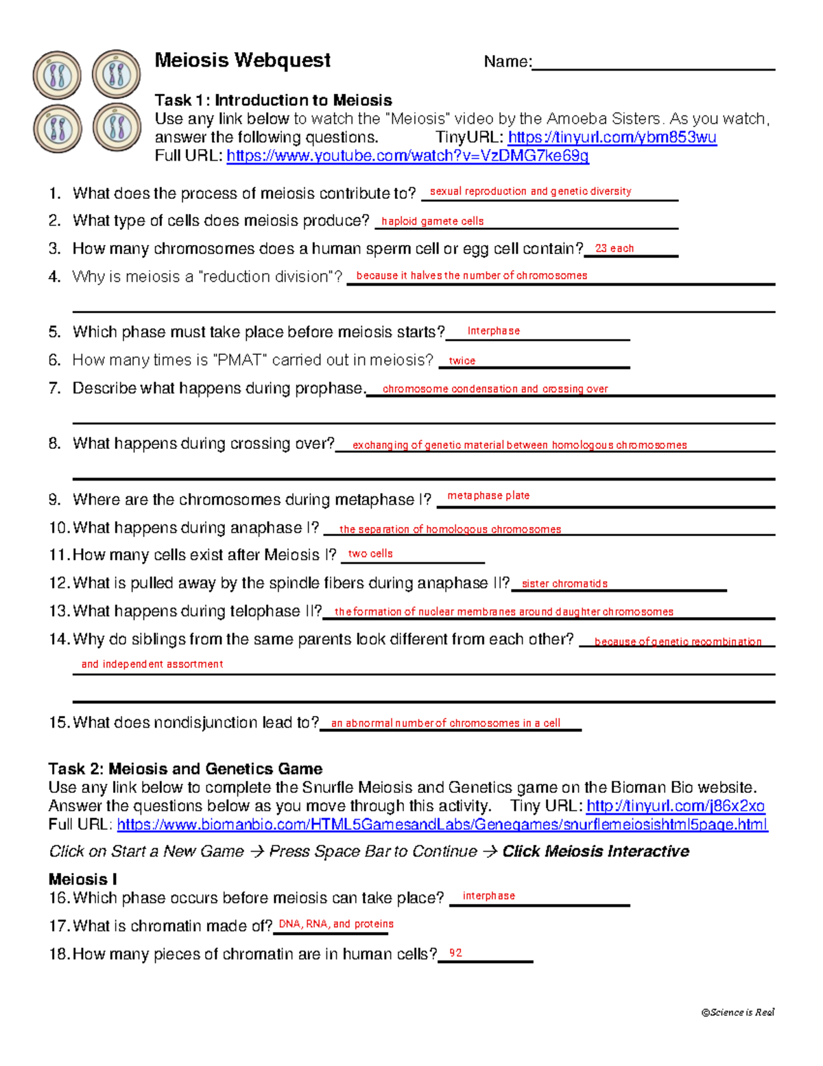answer key meiosis worksheet answer key meiosis worksheet
