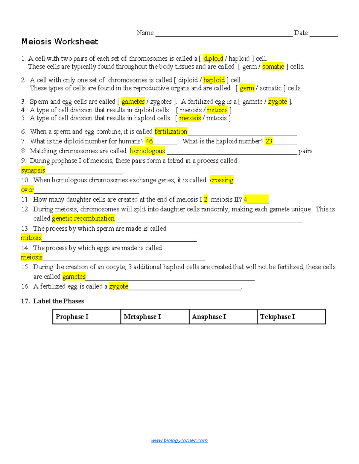 Meiosis Worksheet 1 Understanding Cell Division And Gametes Studocu Meiosis Worksheet 1 Understanding Cell Division And Gametes Studocu