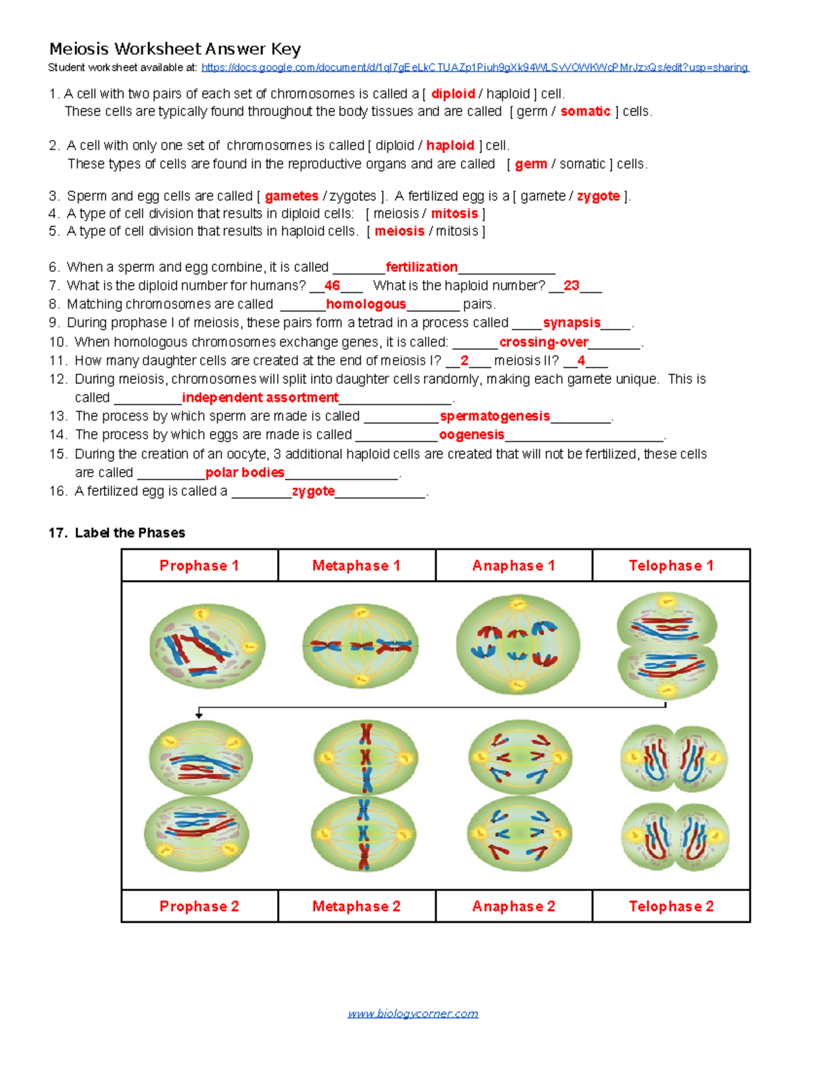 mitosis worksheet with answer key mitosis worksheet with answer key