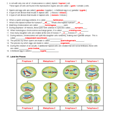 Meiosis Worksheet Answer Key BIOL 101 Studocu