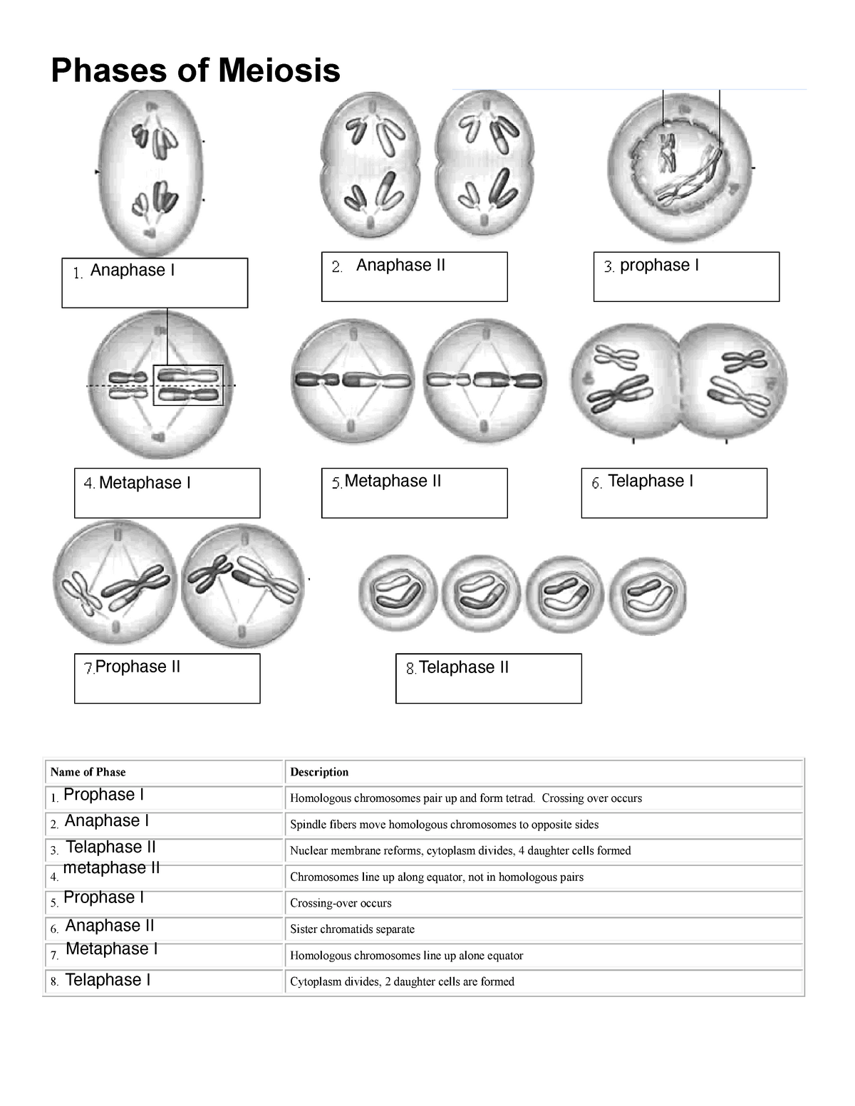 Meiosis Worksheet Fillable Phases Of Meiosis Name Of Phase Worksheets Library Meiosis Worksheet Fillable Phases Of Meiosis Name Of Phase Worksheets Library