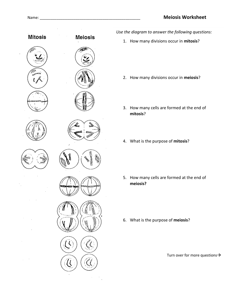 meiosis worksheet answers