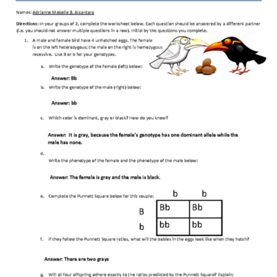 Mendelian Genetics Activity Worksheet Studocu