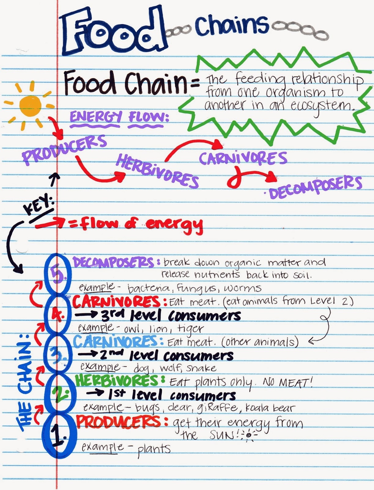 food chain vocabulary