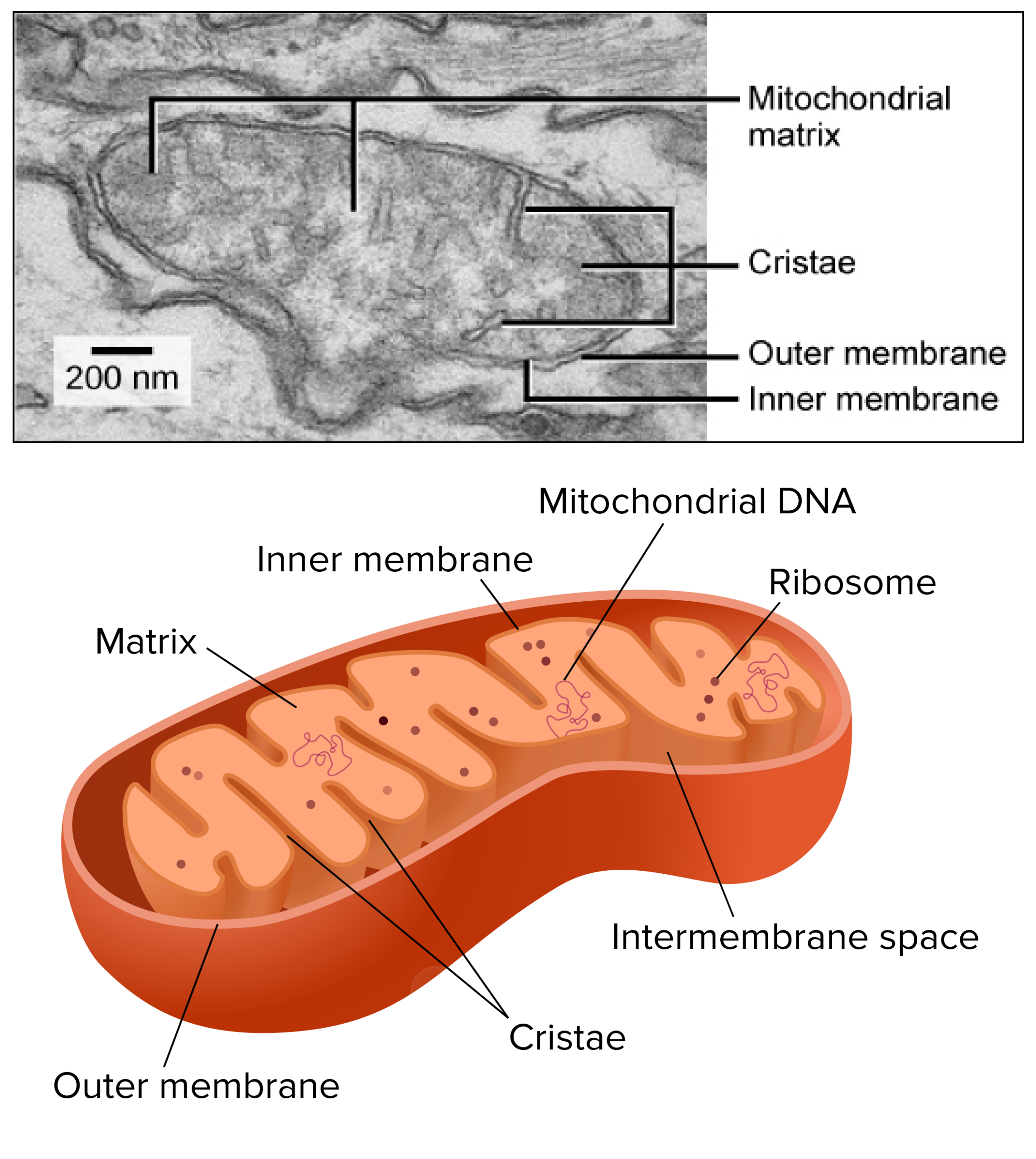 mitochondria diagram worksheet answers mitochondria diagram worksheet answers