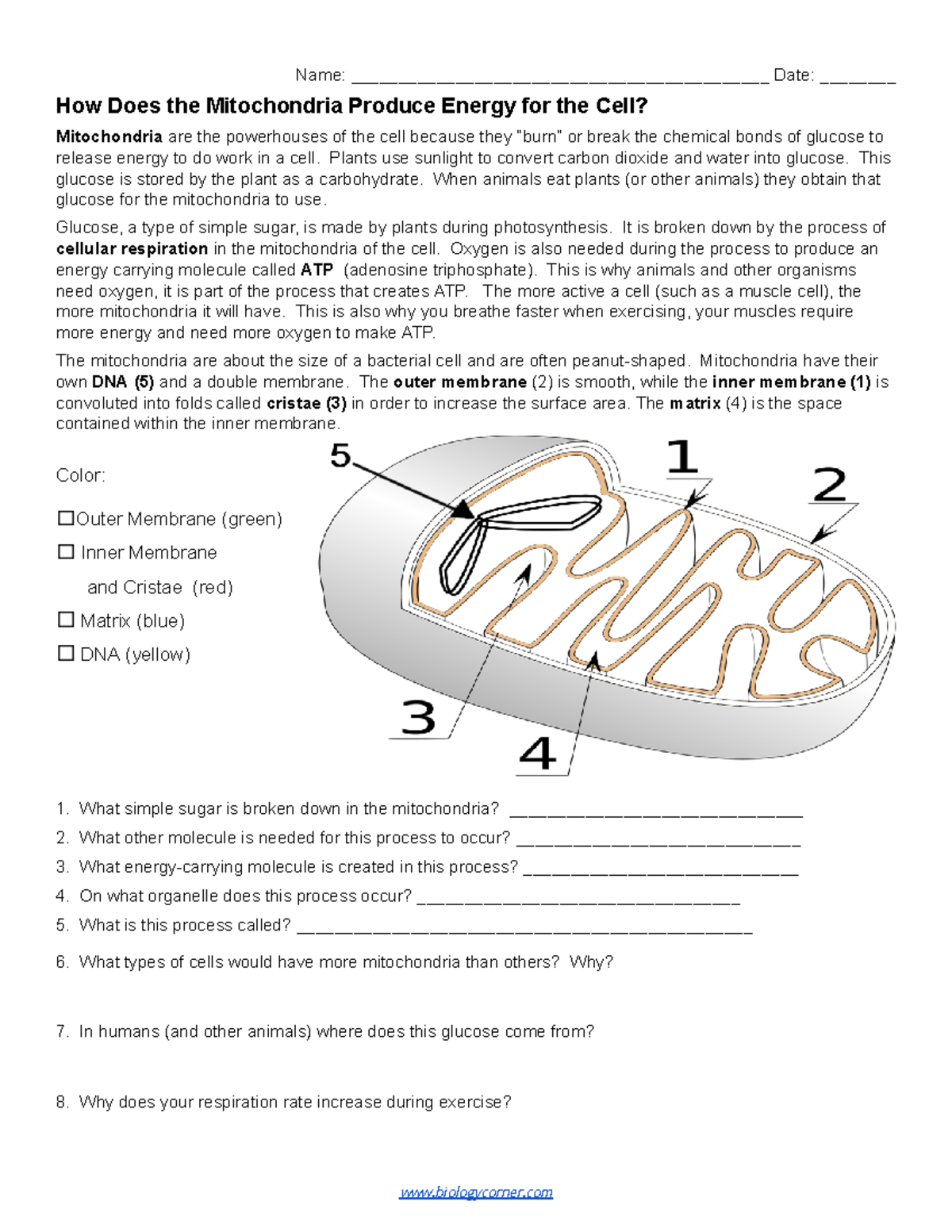 Mitochondria Energy Production Coloring Activity Biology 101 Studocu Mitochondria Energy Production Coloring Activity Biology 101 Studocu