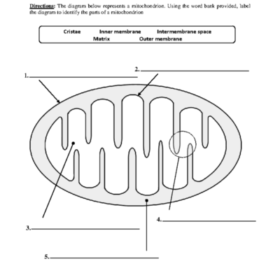 Mitochondrion Cellular Respiration Diagram Worksheet Detailed Study Studocu
