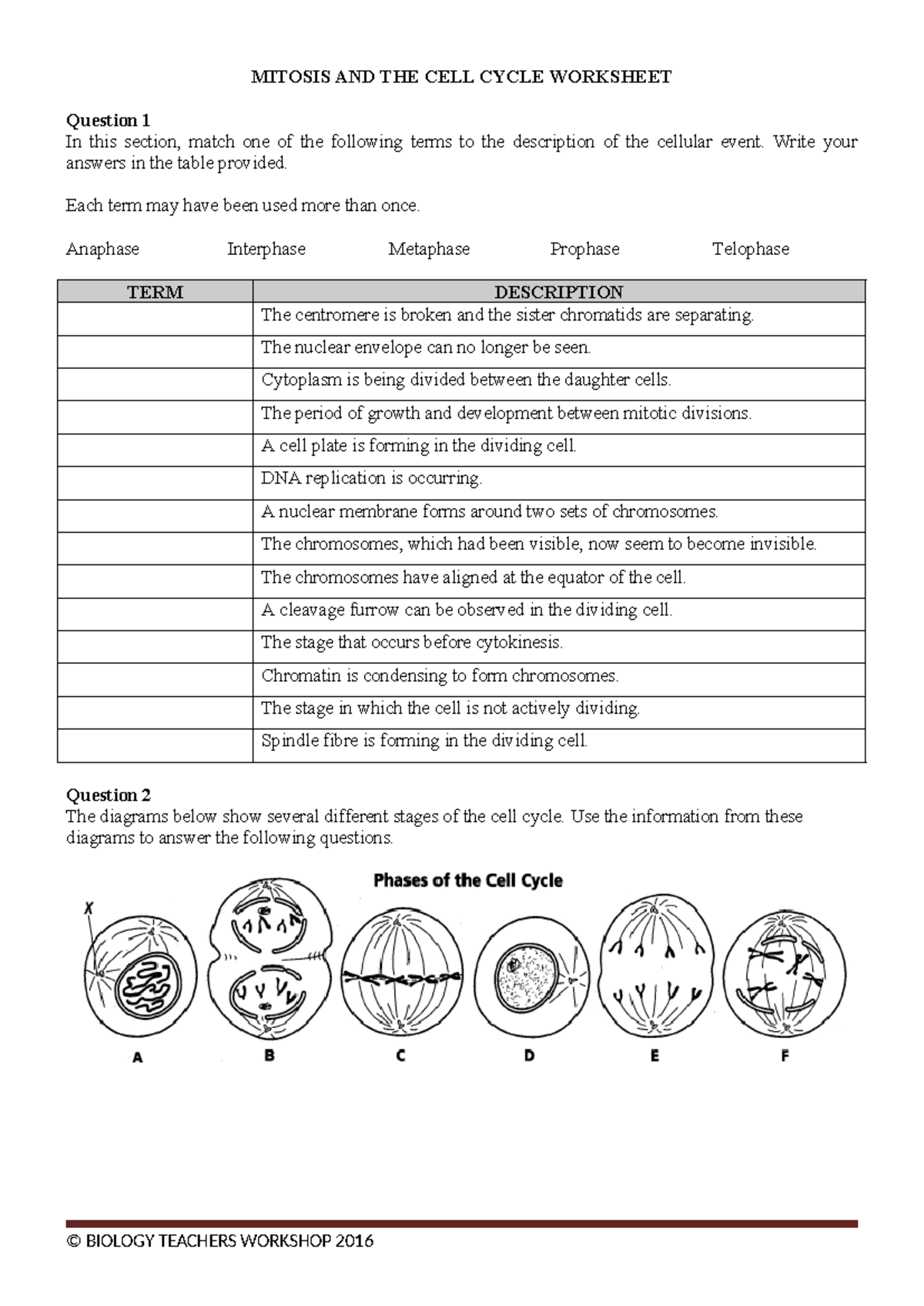 Mitosis And Cell Cycle Worksheet Key Terms And Diagrams Explained Studocu