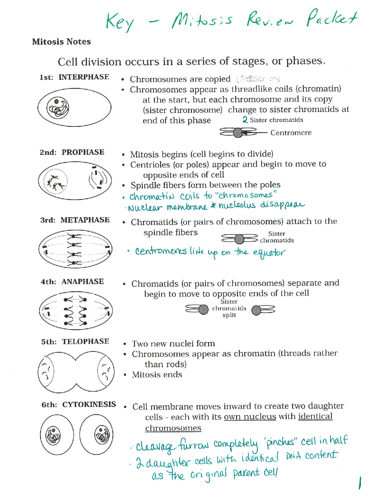 Mitosis Review Notes And Worksheet Key Exercises Biology Docsity