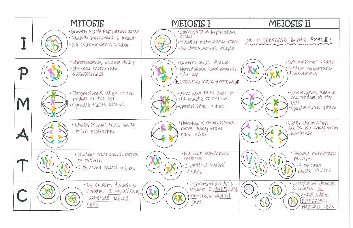 Mitosis V Meiosis Chart Key By Environmental Biology TPT Mitosis V Meiosis Chart Key By Environmental Biology TPT