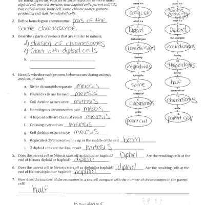Mitosis Vs Meiosis Worksheet Answer Key Exercises Cell Biology Docsity