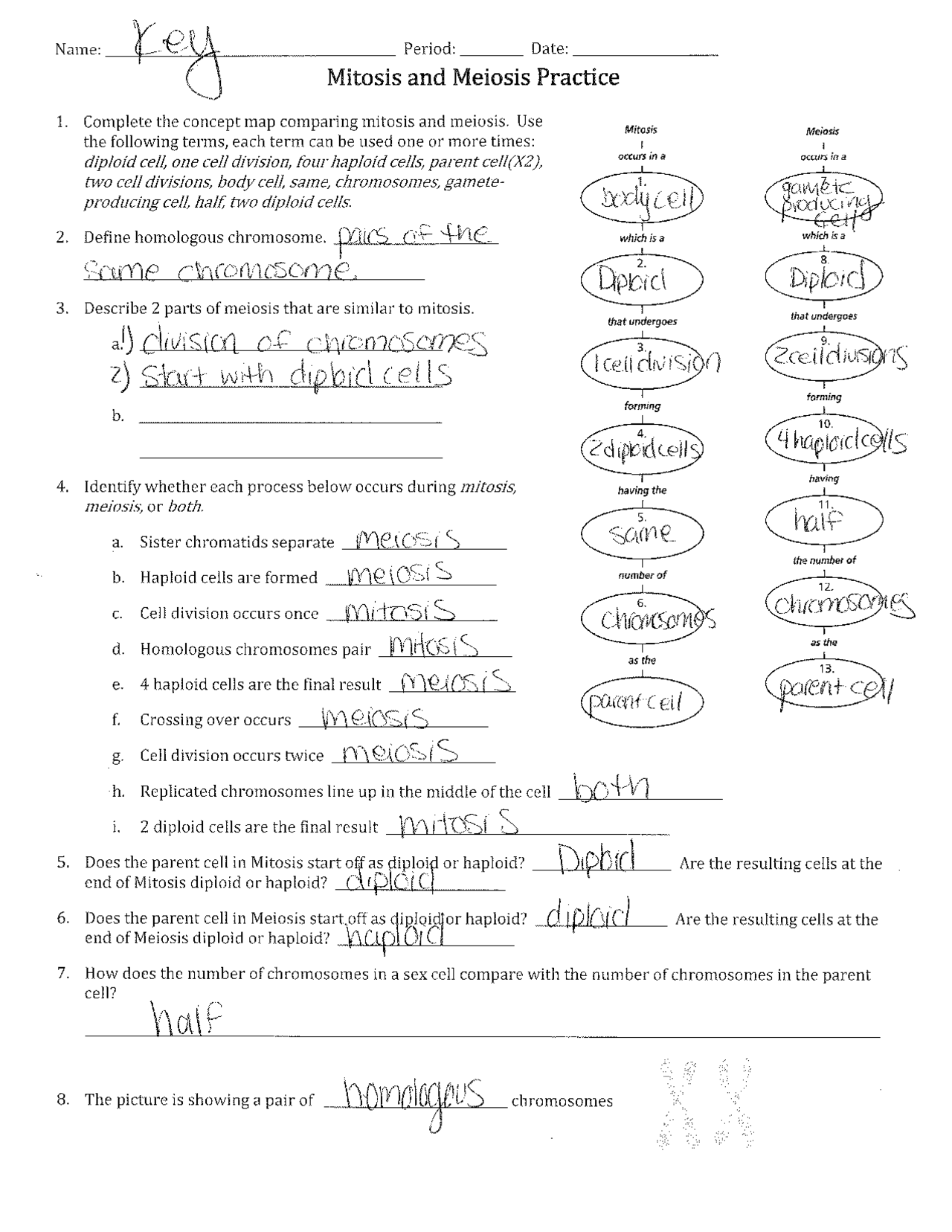 Mitosis Vs Meiosis Worksheet Answer Key Exercises Cell Biology Docsity Mitosis Vs Meiosis Worksheet Answer Key Exercises Cell Biology Docsity