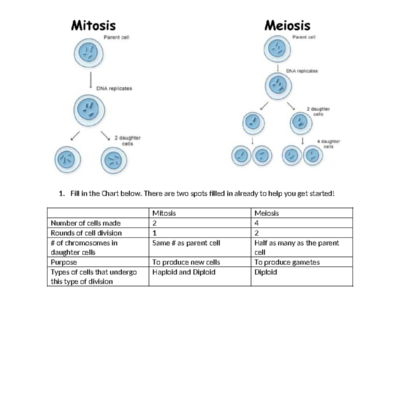 Mitosis Vs Meiosis Worksheet Key Differences Explained Studocu