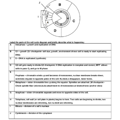 Mitosis Worksheet Answer Key Diagram Phase Descriptions Studocu