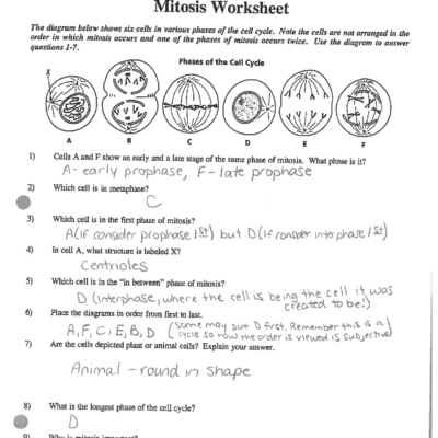 Mitosis Worksheet Answer Key Honors Biology Exercises Cell Biology Docsity