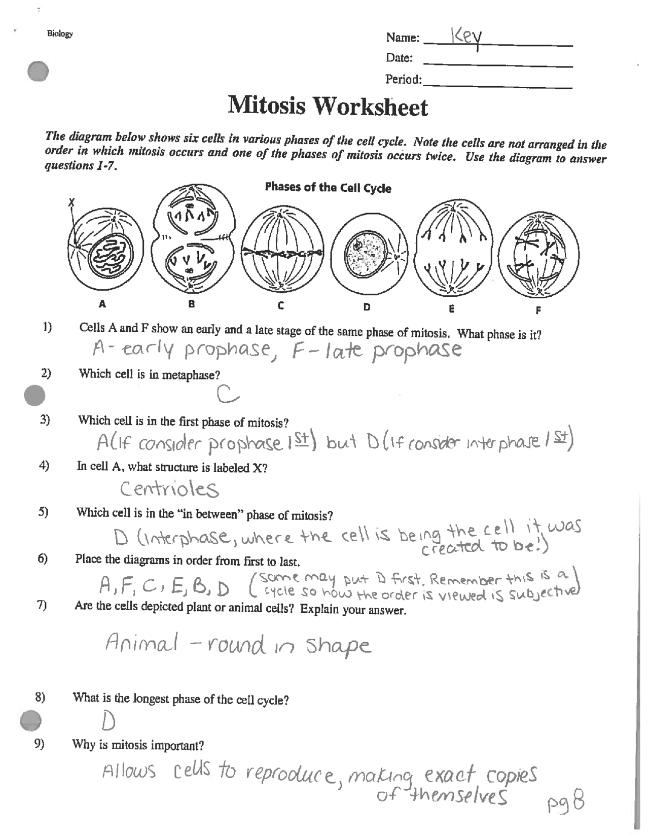 Mitosis Worksheet Answer Key Honors Biology Exercises Cell Worksheets Library