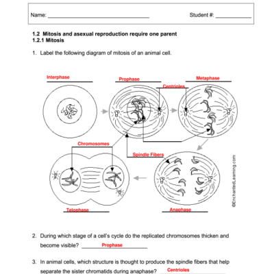 Mitosis Worksheet Fill Out Sign Online DocHub