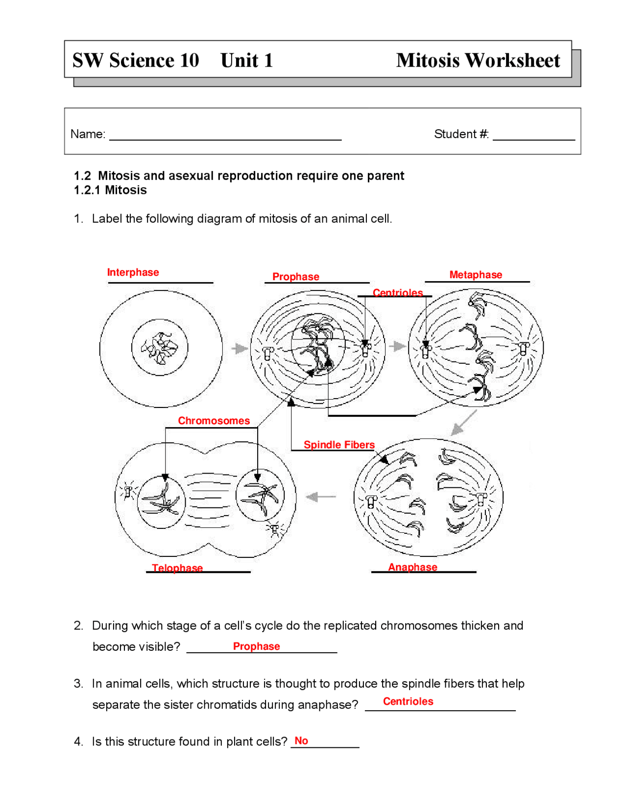 Mitosis Worksheet Key 10th Science Exercises Cell Biology Docsity Mitosis Worksheet Key 10th Science Exercises Cell Biology Docsity
