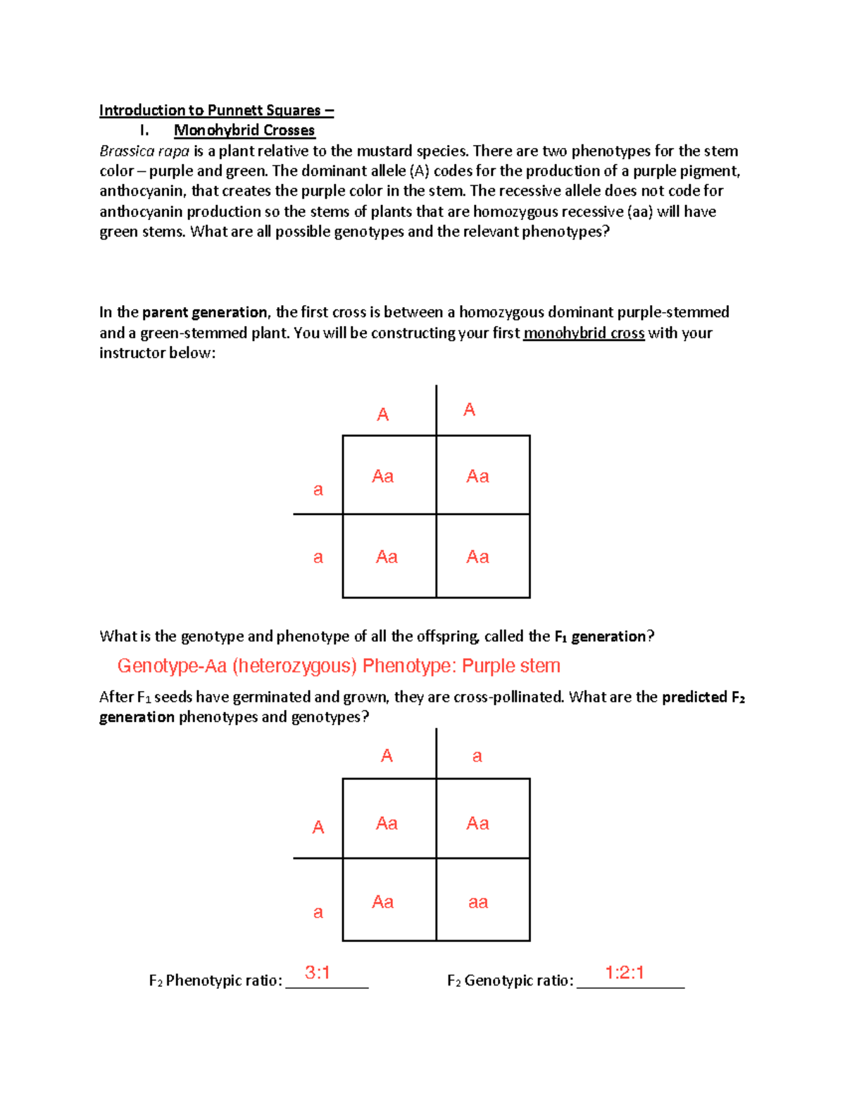 Monohybrid Cross Worksheet Brassica Rapa Genotypes Phenotypes Studocu