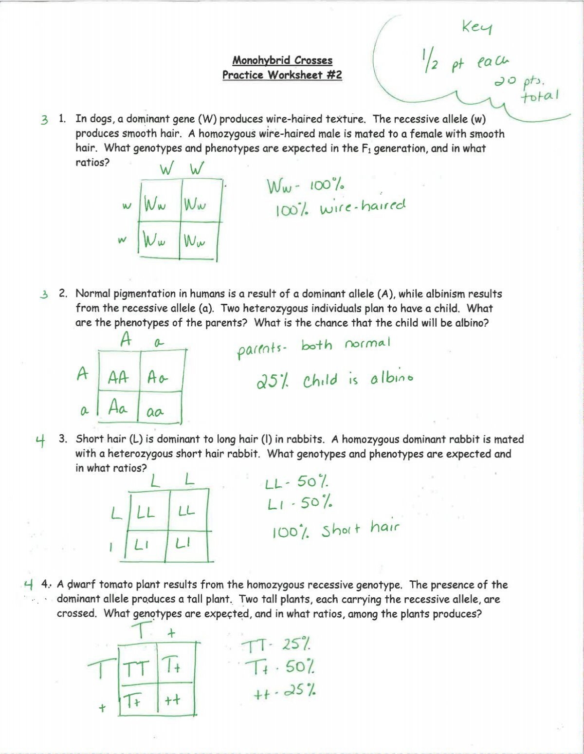 Monohybrid Crosses Practice Ws 2 Key pdf Chancescience