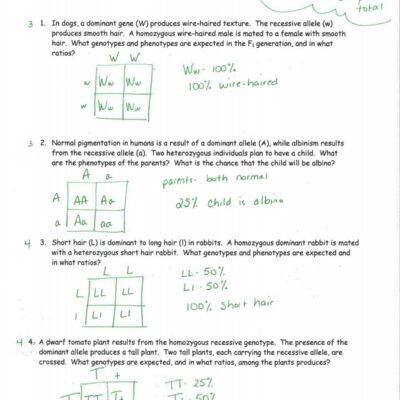 Monohybrid Crosses Practice Ws 2 Key pdf Chancescience