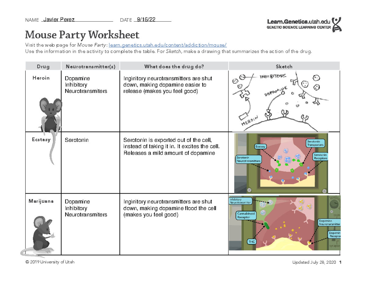 Mouse Party Worksheet Understanding Drug Effects On Neurotransmitters Studocu