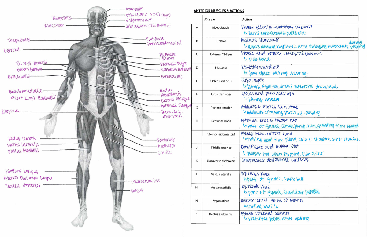 Muscle Labeling Key Actions Of Anterior Muscles Studocu Muscle Labeling Key Actions Of Anterior Muscles Studocu