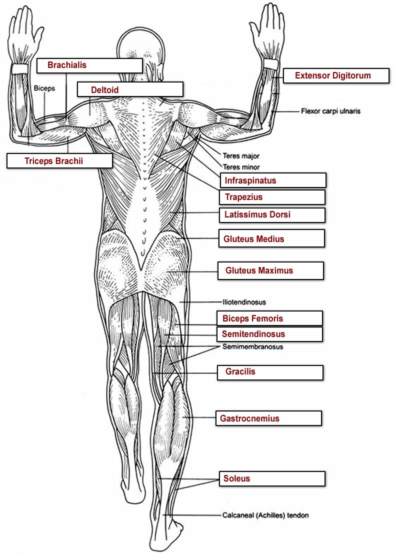 Muscles Labeling Full Body Muscles Labeling Full Body