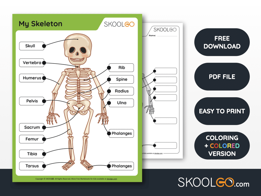 Muscular System Free Worksheet For Kids SKOOLGO