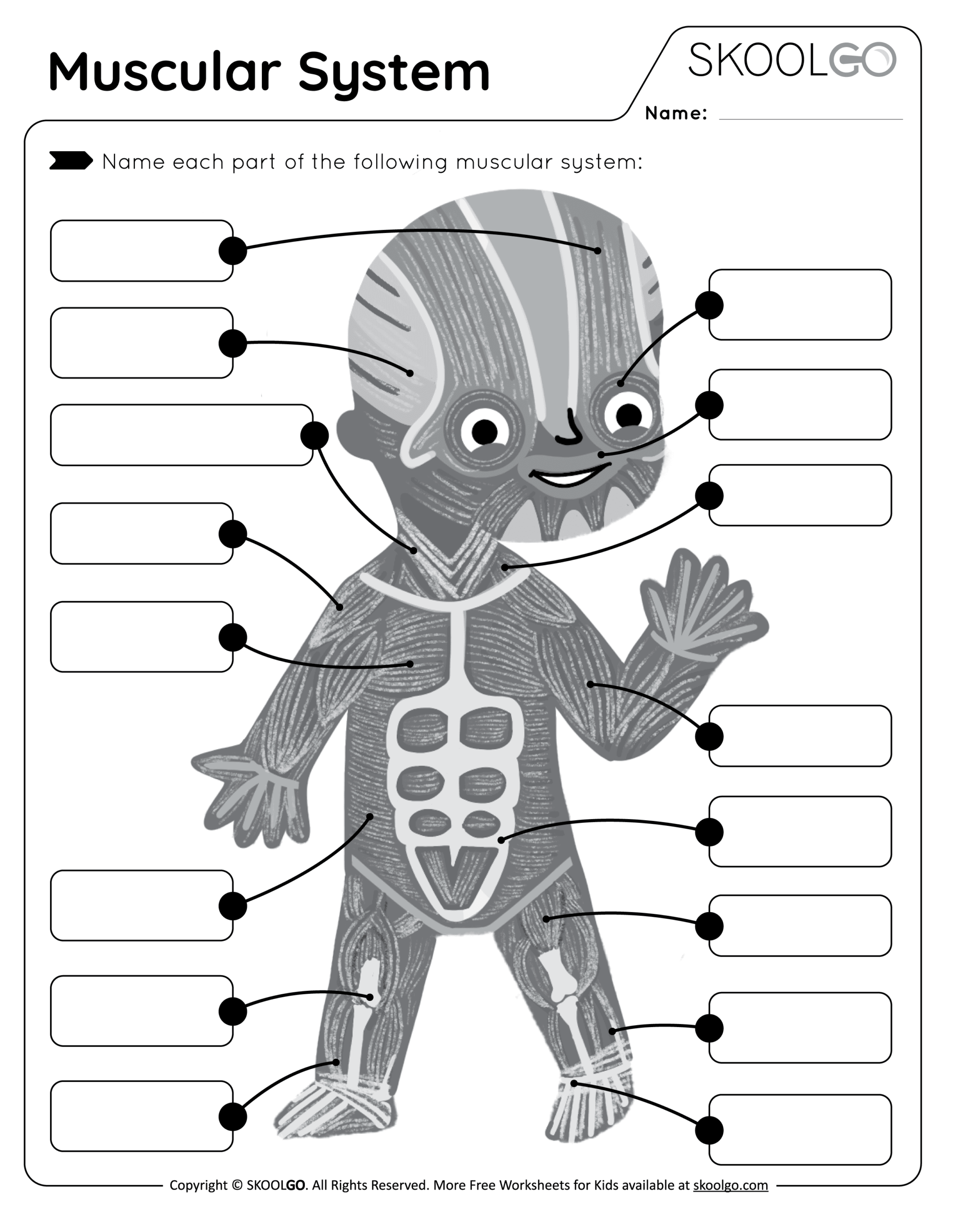 muscular system worksheet with answers muscular system worksheet with answers