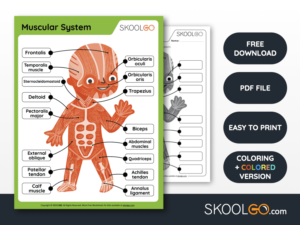 Muscular System Free Worksheet For Kids SKOOLGO Muscular System Free Worksheet For Kids SKOOLGO