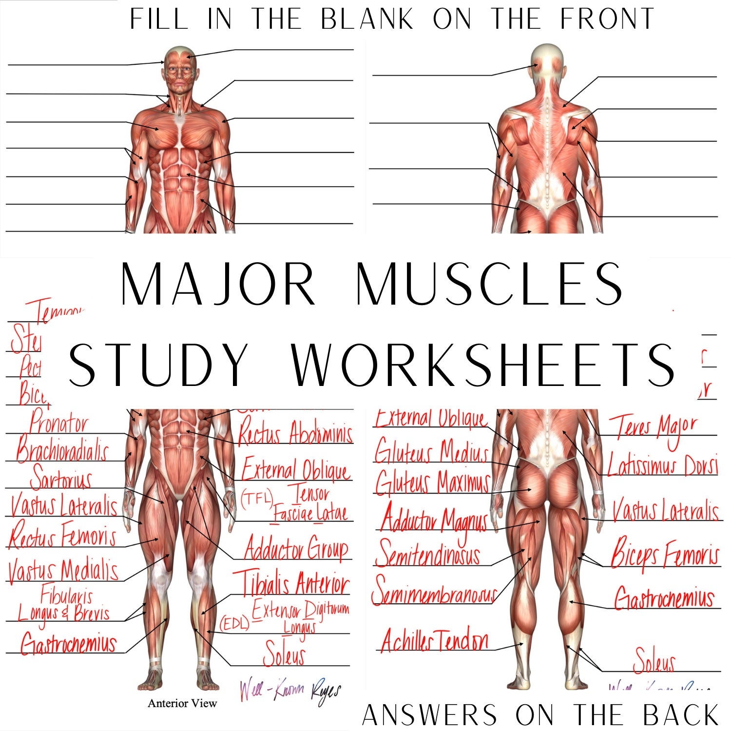 Muscular System Major Muscles Anatomy Physiology Study Worksheets Library Muscular System Major Muscles Anatomy Physiology Study Worksheets Library