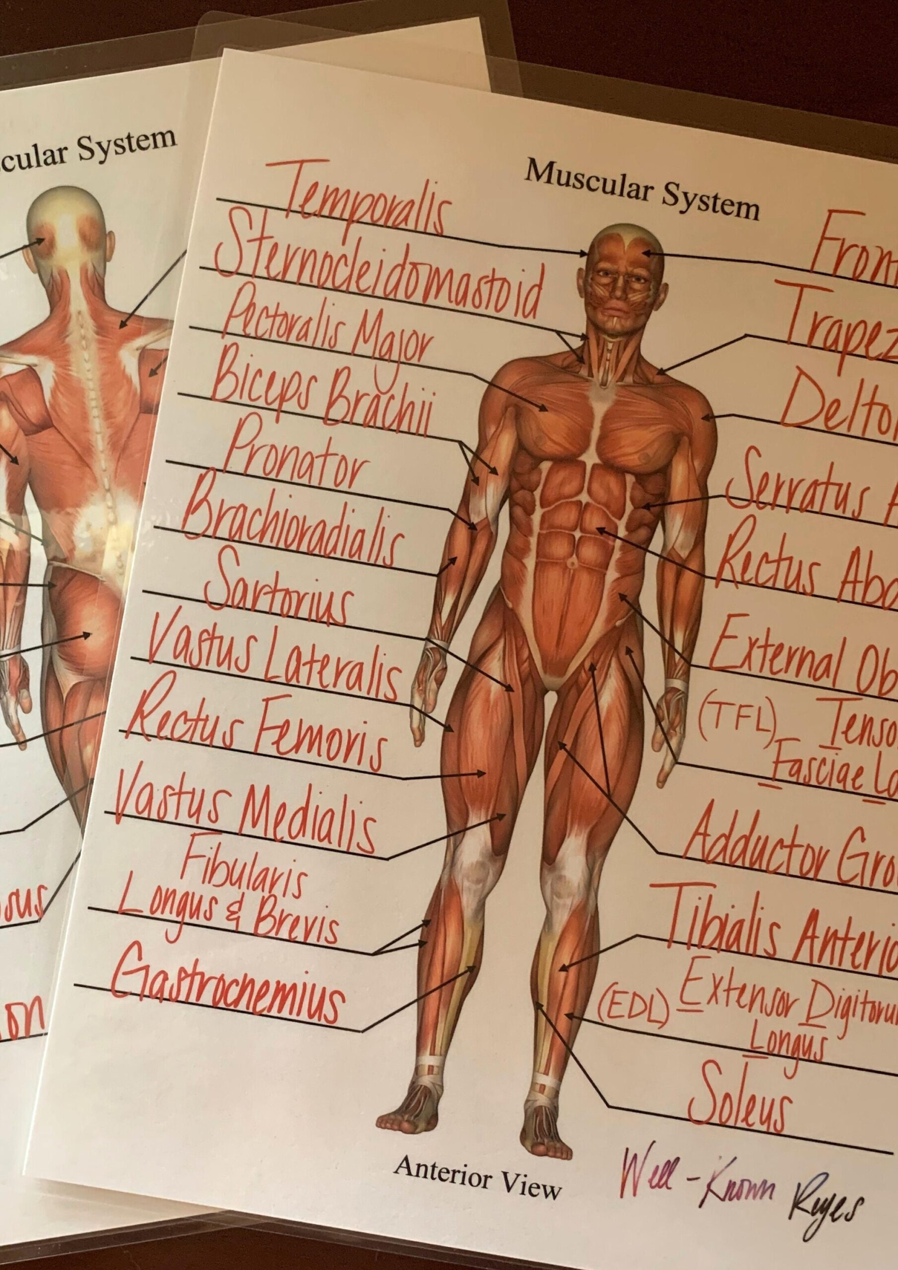Muscular System Major Muscles Dry Erase Worksheets Practice Worksheets Library Muscular System Major Muscles Dry Erase Worksheets Practice Worksheets Library