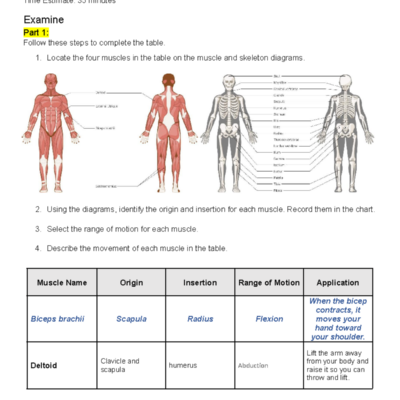 Muscular System Worksheet 2 04 Identification Movement Analysis Studocu