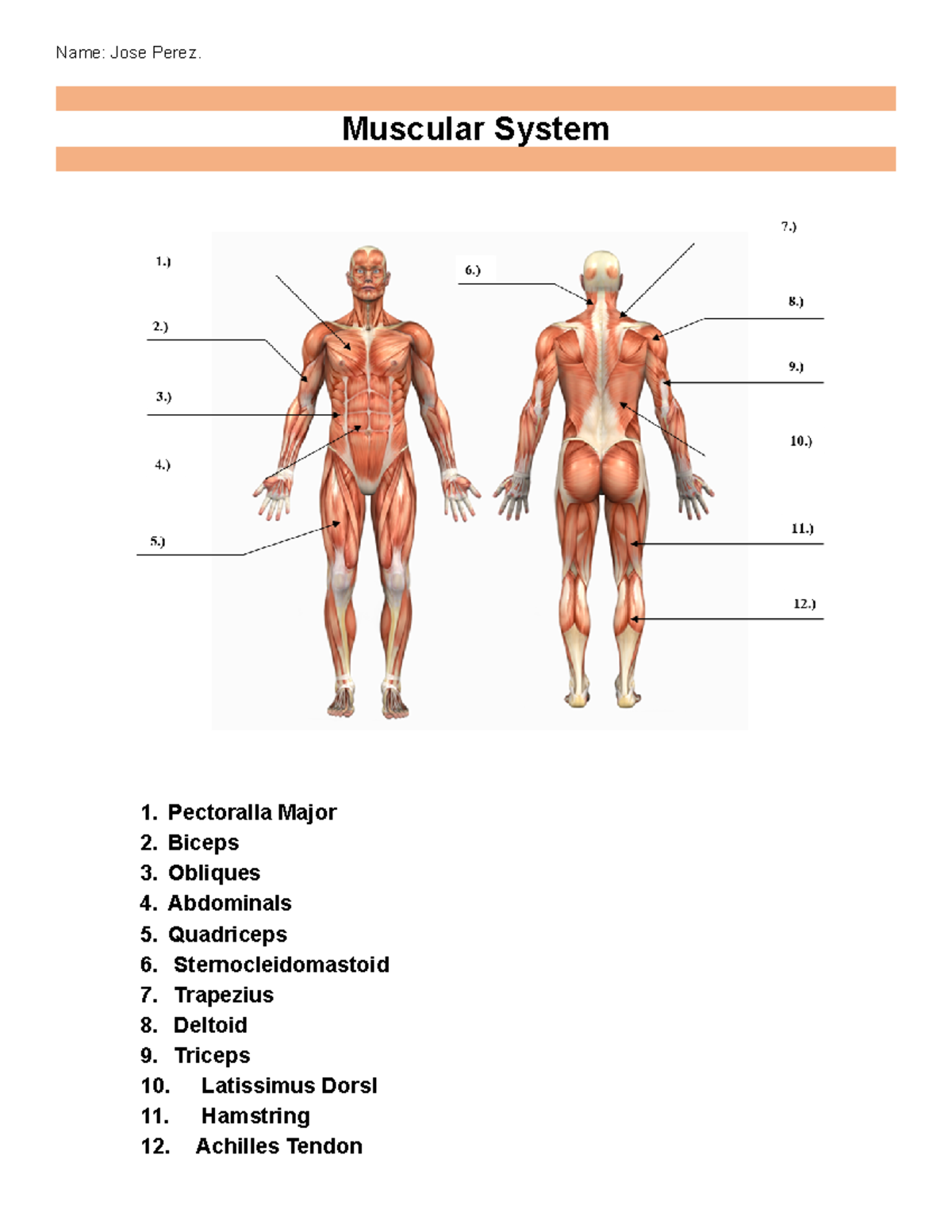 Muscular System Worksheet Key Concepts Muscle Types Overview Studocu Muscular System Worksheet Key Concepts Muscle Types Overview Studocu