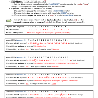 Mutations Worksheet Key Deletion Insertion And Substitution Exercises Genetics Docsity