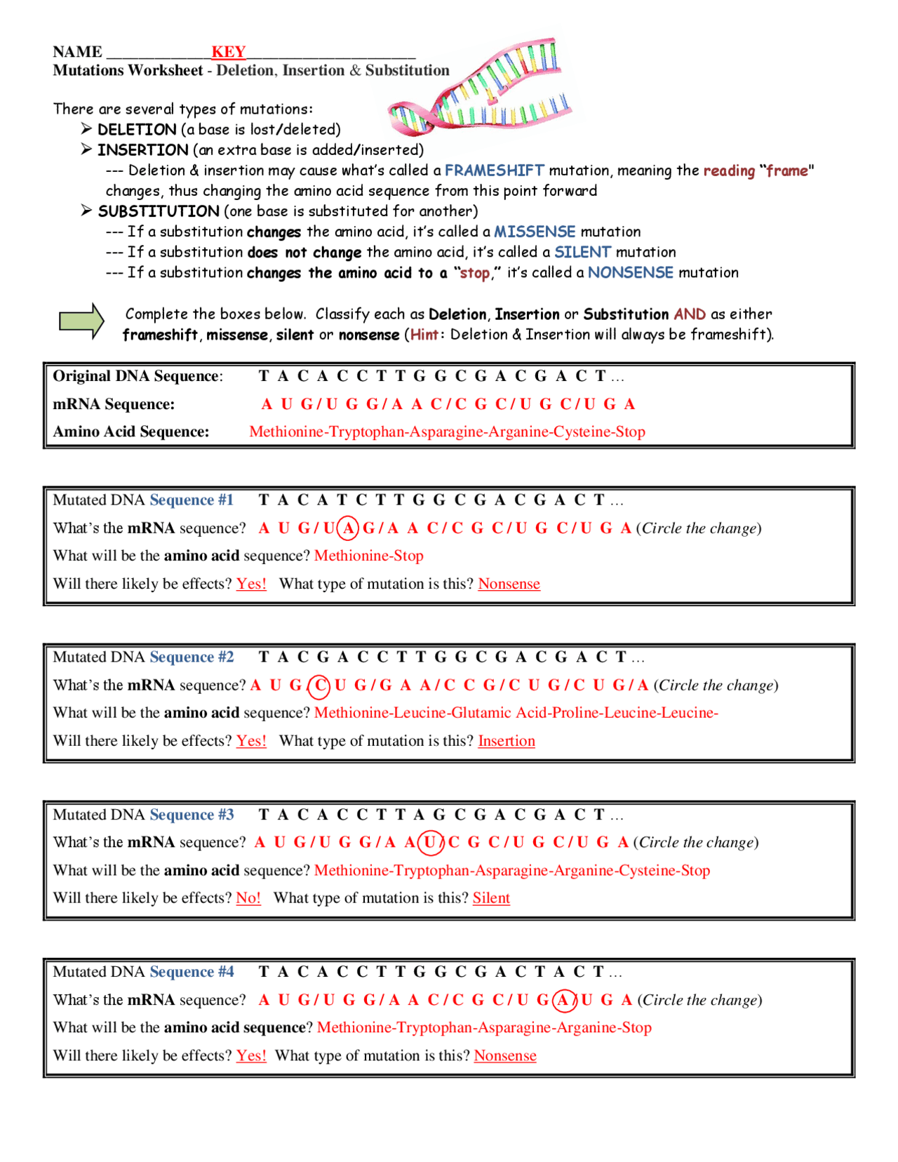 Mutations Worksheet Key Deletion Insertion And Substitution Exercises Genetics Docsity