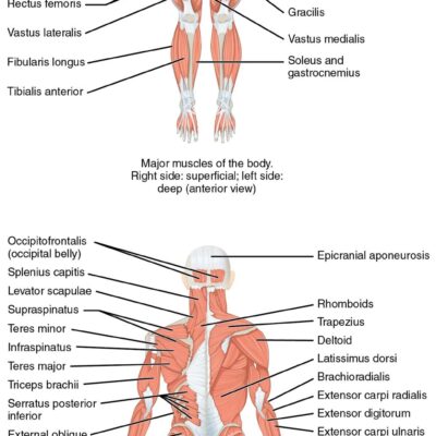 Naming Skeletal Muscles LabXchange