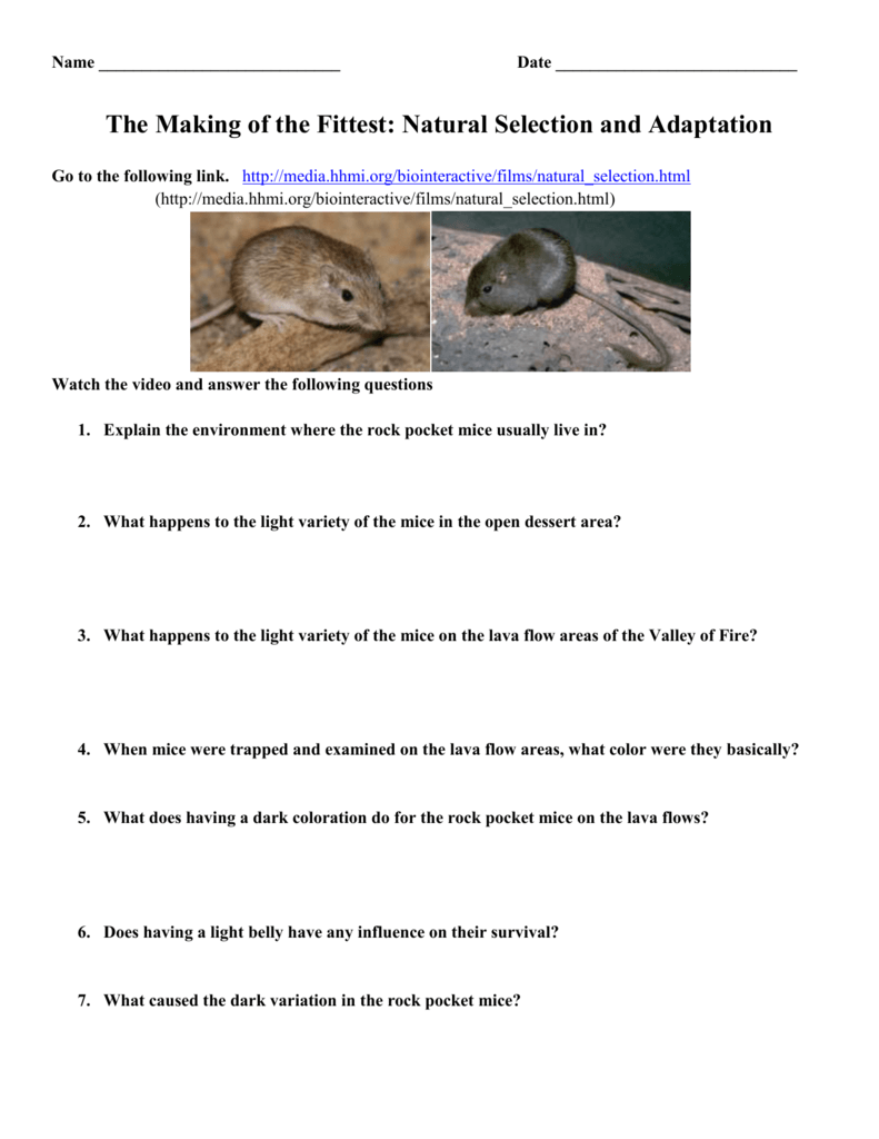 Natural Selection Adaptation Rock Pocket Mice Worksheet Natural Selection Adaptation Rock Pocket Mice Worksheet