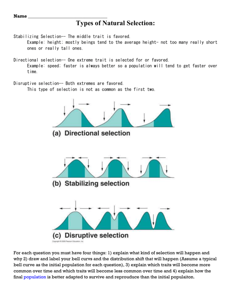 Natural Selection Types Worksheet Biology Evolution Natural Selection Types Worksheet Biology Evolution