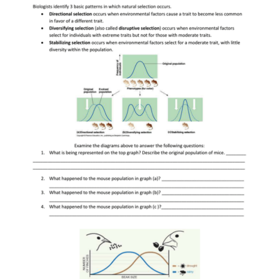 Natural Selection Worksheet Directional Diversifying Stabilizing