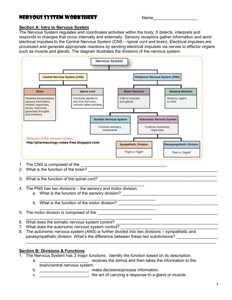 Nervous System Worksheet Anatomy Physiology