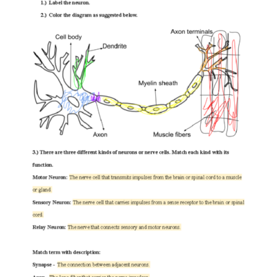 Nervous System Worksheet Structure And Function Exploration Studocu