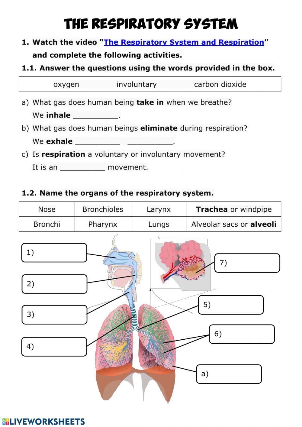 NUTRITION 3 Respiratory System Worksheet Worksheets Library NUTRITION 3 Respiratory System Worksheet Worksheets Library