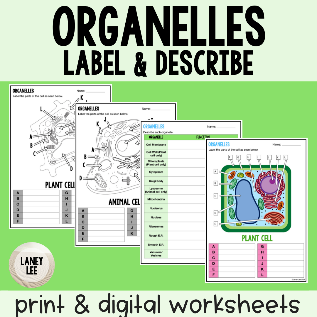 Organelles Worksheet Label And Describe Laney Lee